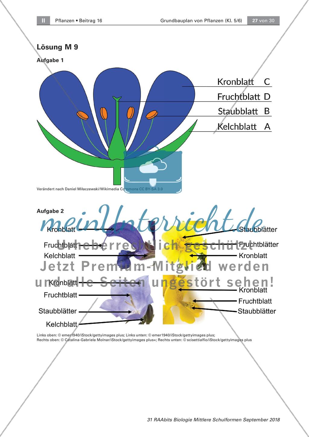 Pflanzen: Wurzel, Blüten aus Blättern, Pflanzenquiz Preview 11