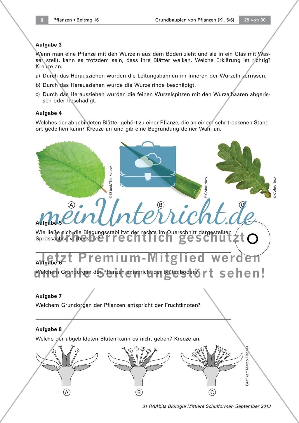 Pflanzen: Wurzel, Blüten aus Blättern, Pflanzenquiz Preview 13
