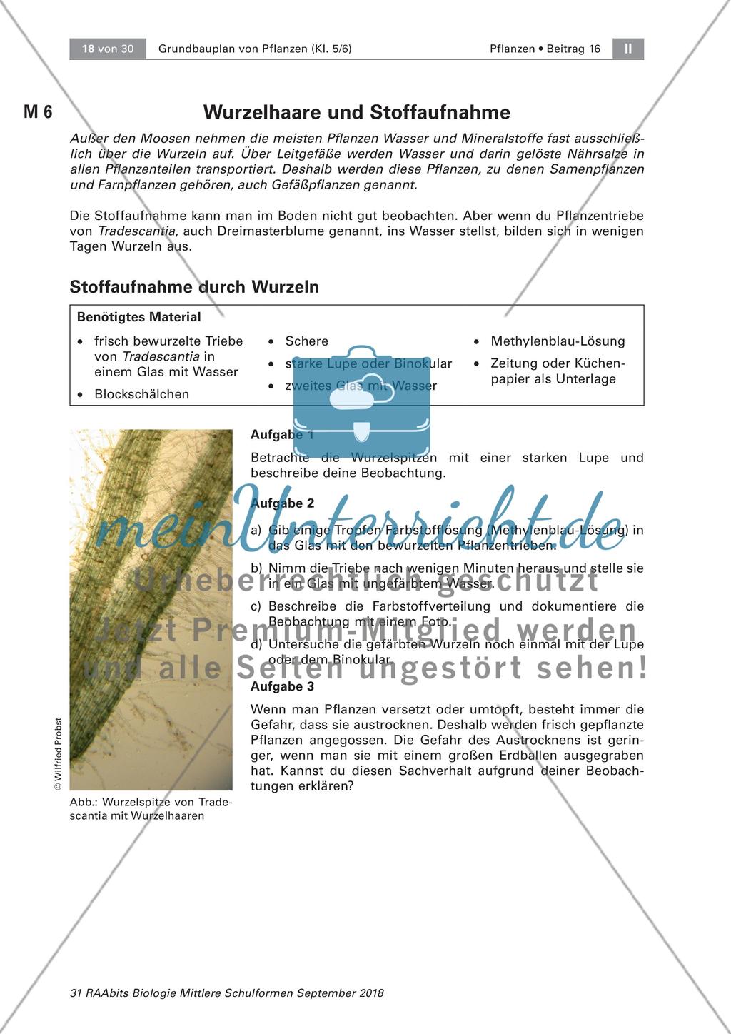 Pflanzen: Wurzel, Blüten aus Blättern, Pflanzenquiz Preview 2