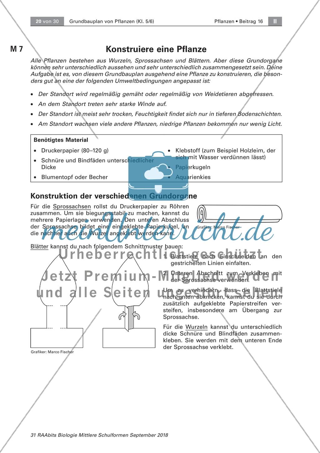 Pflanzen: Wurzel, Blüten aus Blättern, Pflanzenquiz Preview 4