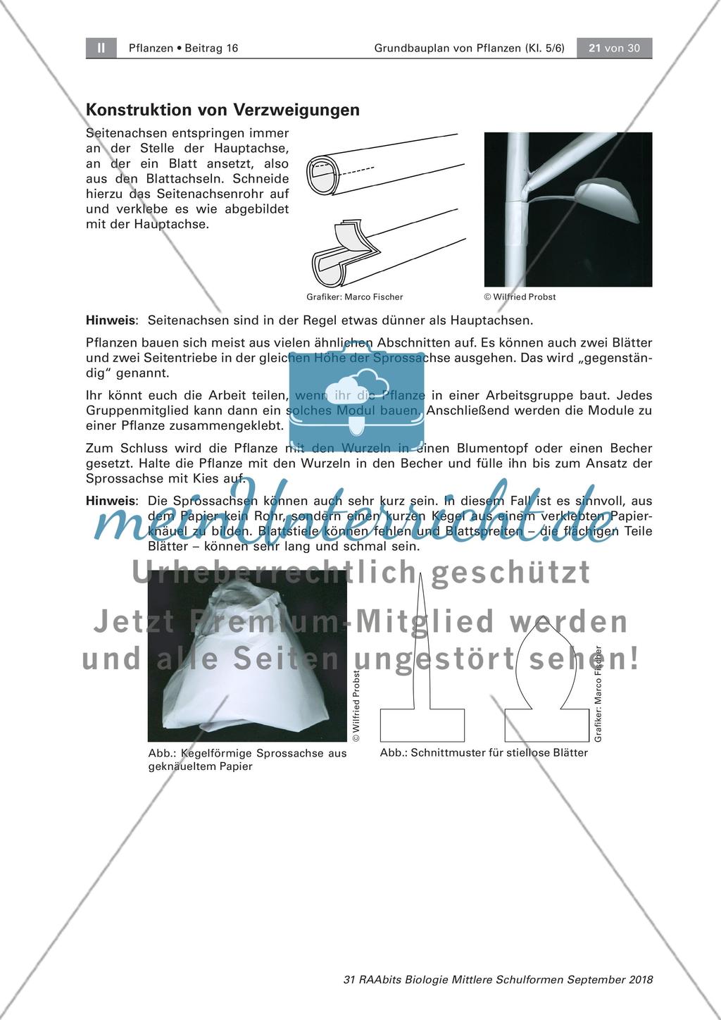 Pflanzen: Wurzel, Blüten aus Blättern, Pflanzenquiz Preview 5
