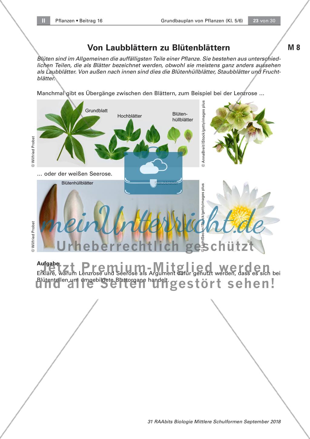 Pflanzen: Wurzel, Blüten aus Blättern, Pflanzenquiz Preview 7