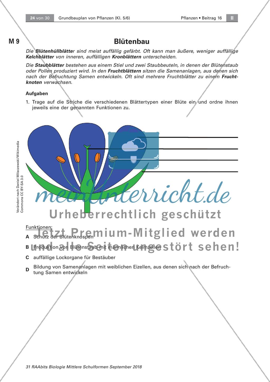 Pflanzen: Wurzel, Blüten aus Blättern, Pflanzenquiz Preview 8
