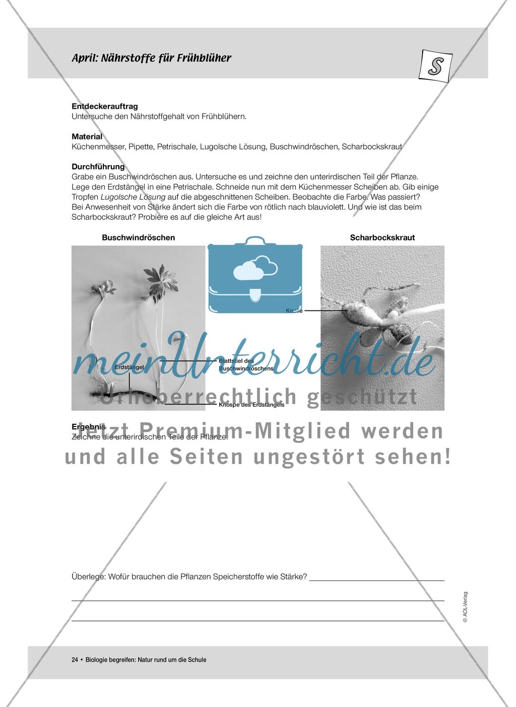 April: Nährstoffe für Frühblüher / Pflanzliche Samen Preview 2