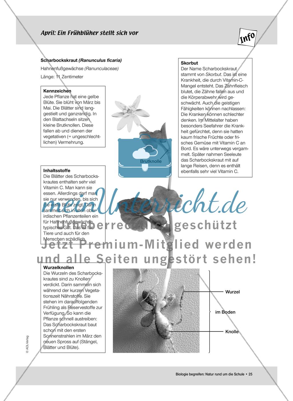 April: Nährstoffe für Frühblüher / Pflanzliche Samen Preview 3