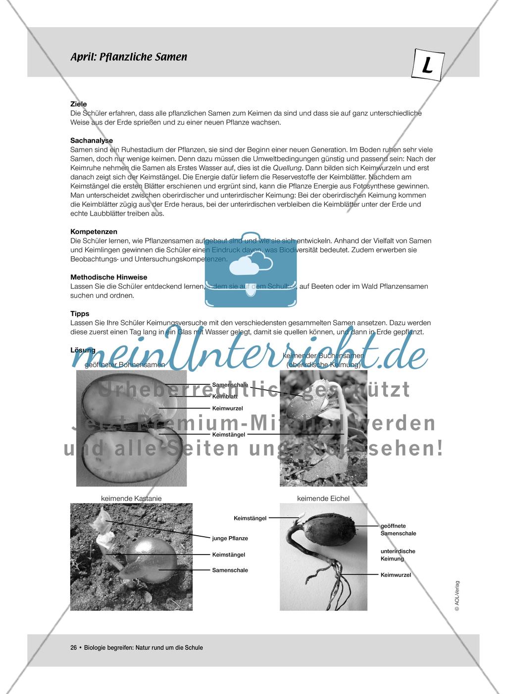 April: Nährstoffe für Frühblüher / Pflanzliche Samen Preview 4
