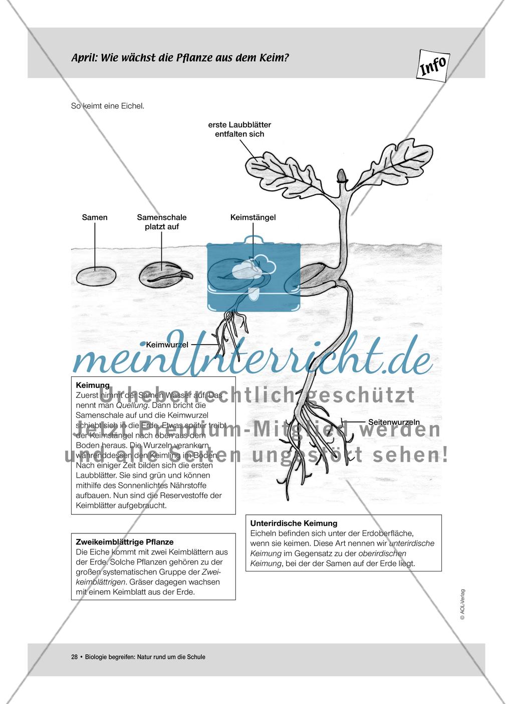 April: Nährstoffe für Frühblüher / Pflanzliche Samen Preview 6