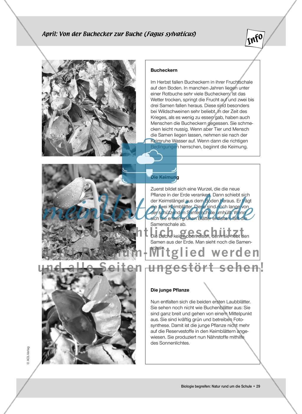 April: Nährstoffe für Frühblüher / Pflanzliche Samen Preview 7