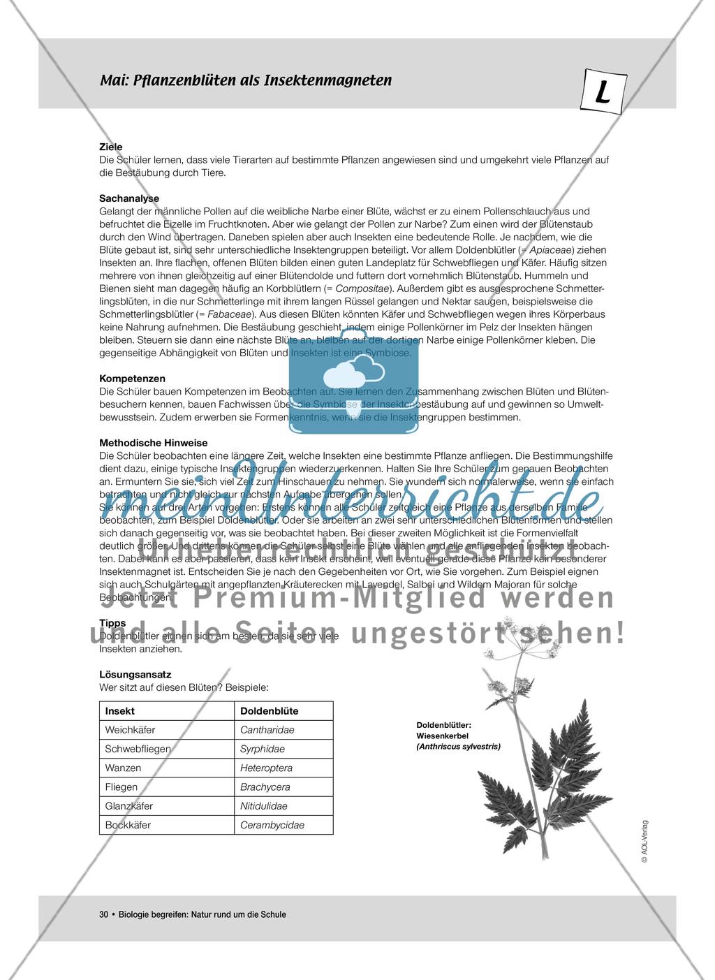Mai: Pflanzenblüten als Insektenmagneten / Neuer Wohnraum für Insekten Preview 1