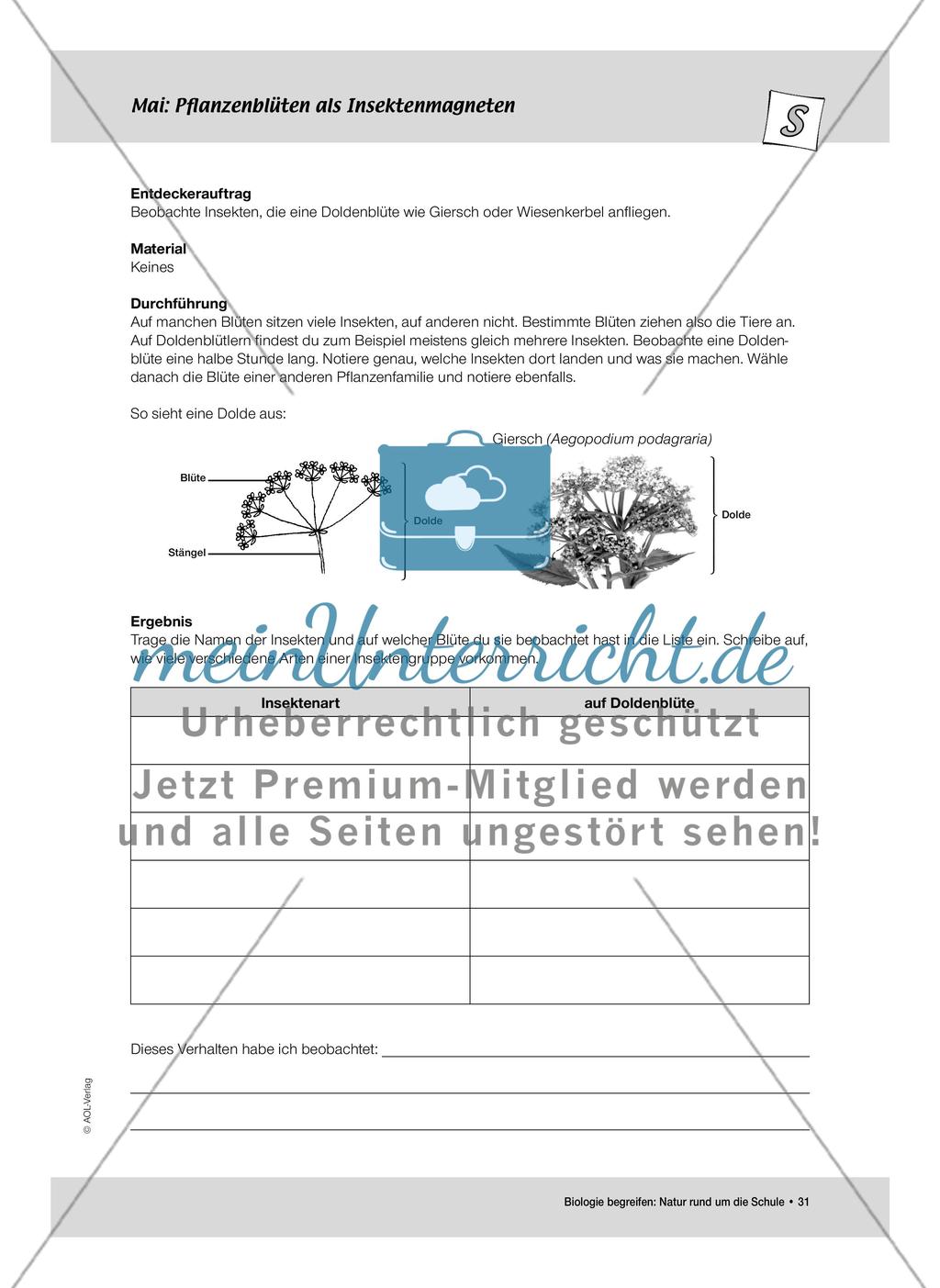 Mai: Pflanzenblüten als Insektenmagneten / Neuer Wohnraum für Insekten Preview 2