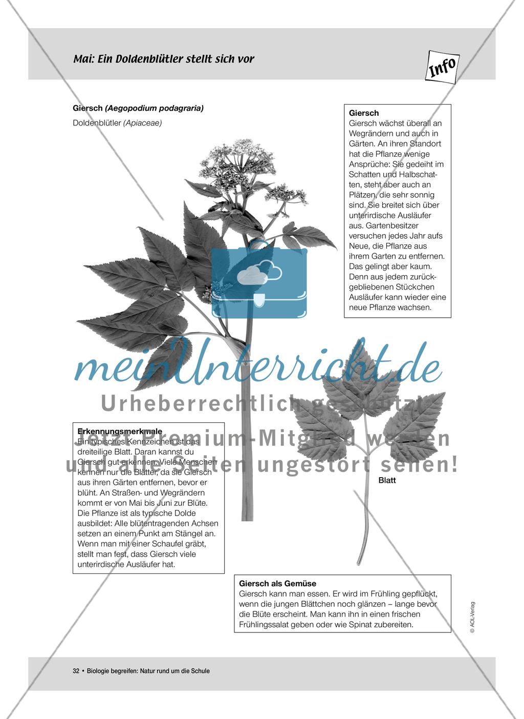 Mai: Pflanzenblüten als Insektenmagneten / Neuer Wohnraum für Insekten Preview 3