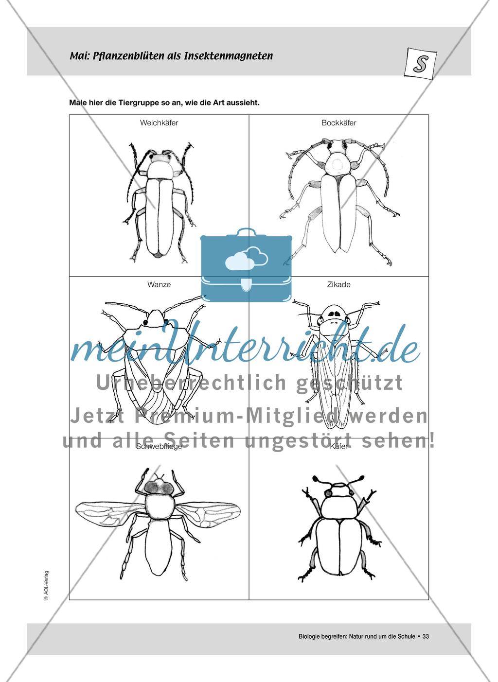 Mai: Pflanzenblüten als Insektenmagneten / Neuer Wohnraum für Insekten Preview 4