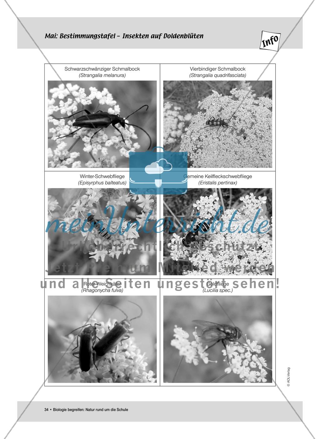 Mai: Pflanzenblüten als Insektenmagneten / Neuer Wohnraum für Insekten Preview 5