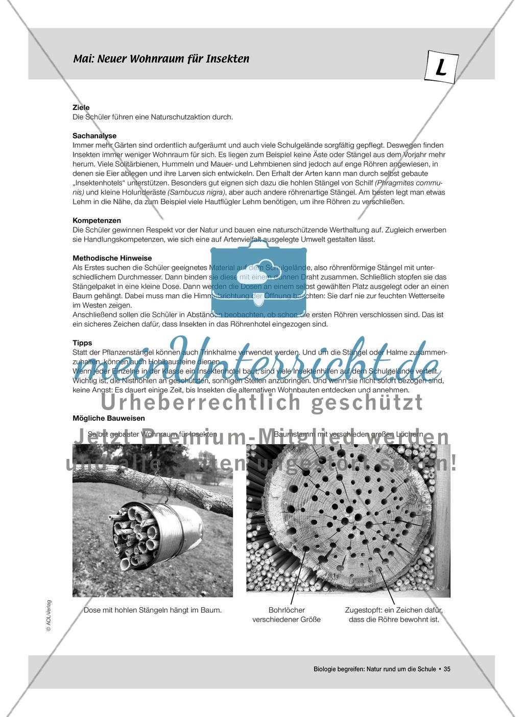 Mai: Pflanzenblüten als Insektenmagneten / Neuer Wohnraum für Insekten Preview 6