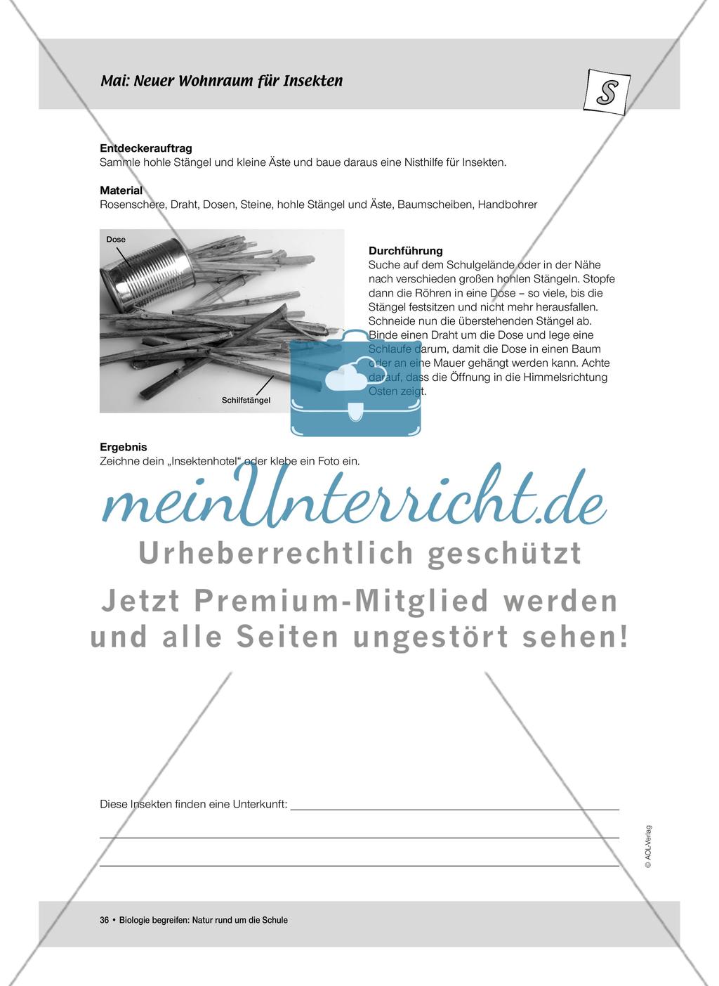 Mai: Pflanzenblüten als Insektenmagneten / Neuer Wohnraum für Insekten Preview 7