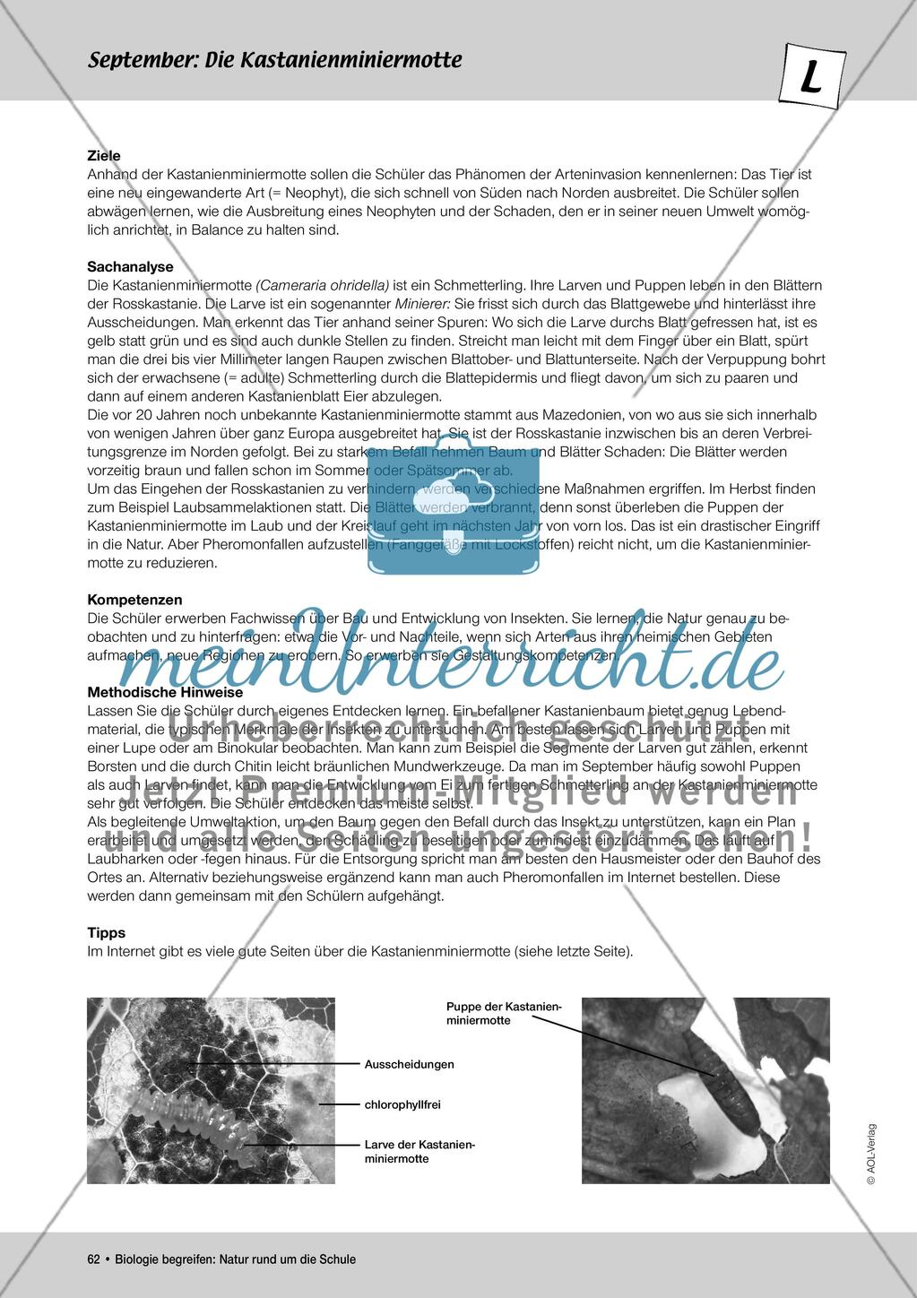 September: Die Kastanienminiermotte / Pflanzengallen Preview 1