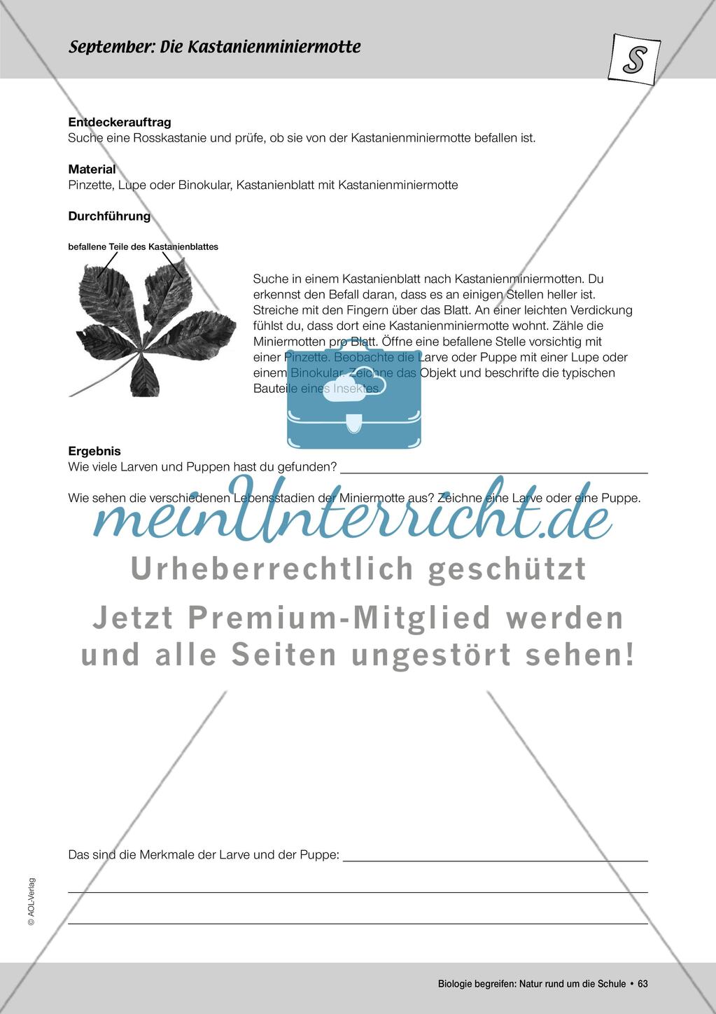 September: Die Kastanienminiermotte / Pflanzengallen Preview 2