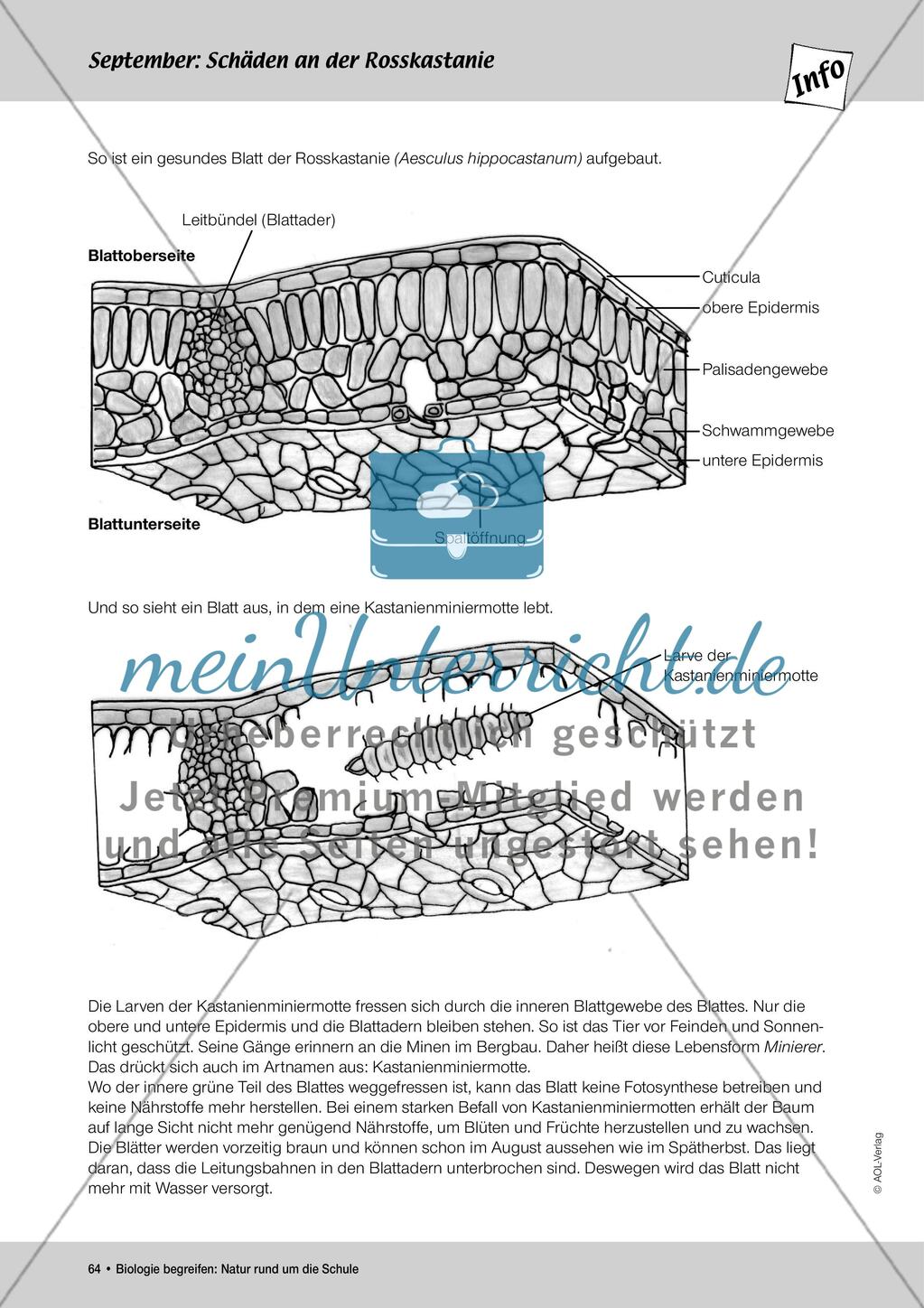 September: Die Kastanienminiermotte / Pflanzengallen Preview 3
