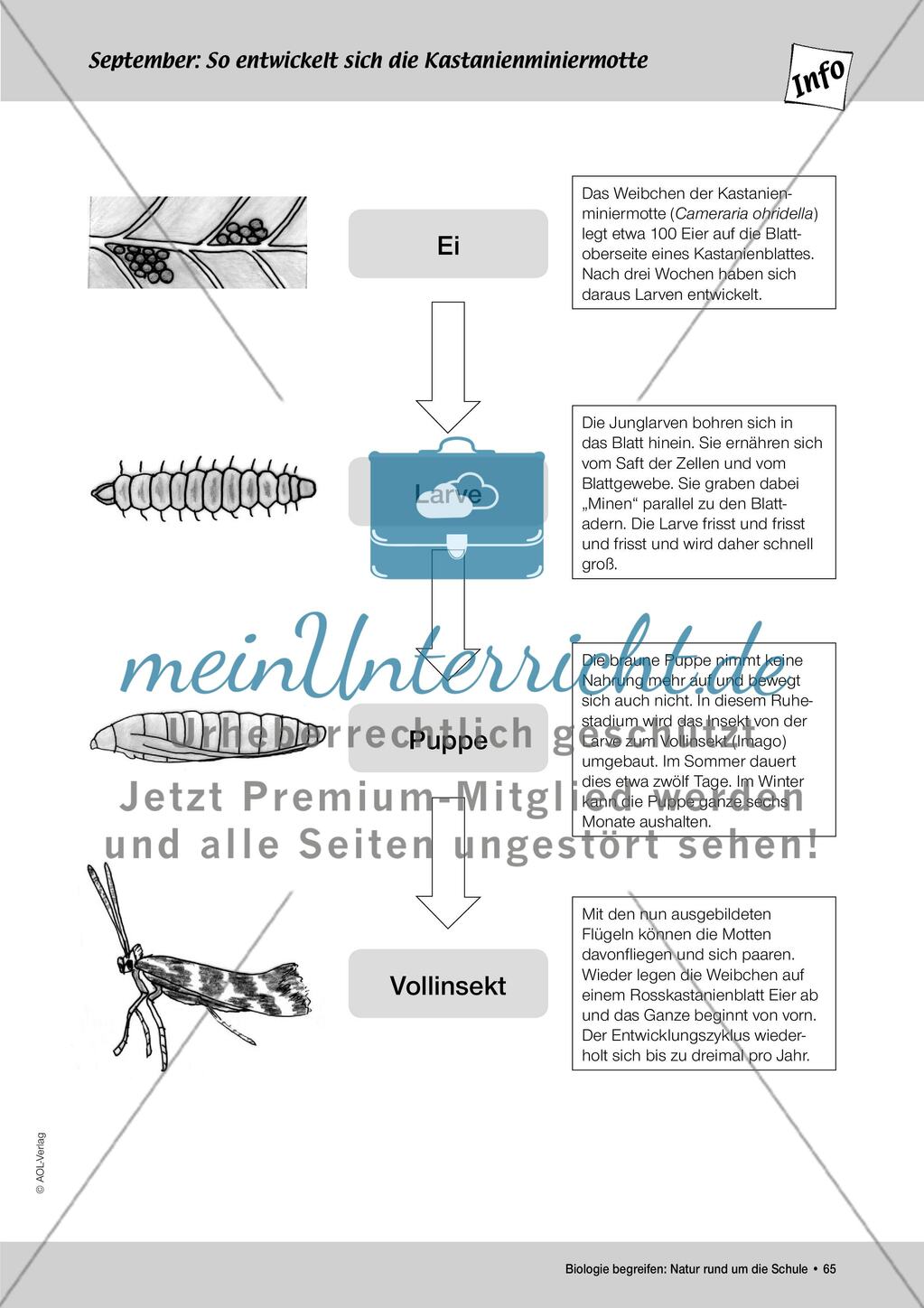 September: Die Kastanienminiermotte / Pflanzengallen Preview 4