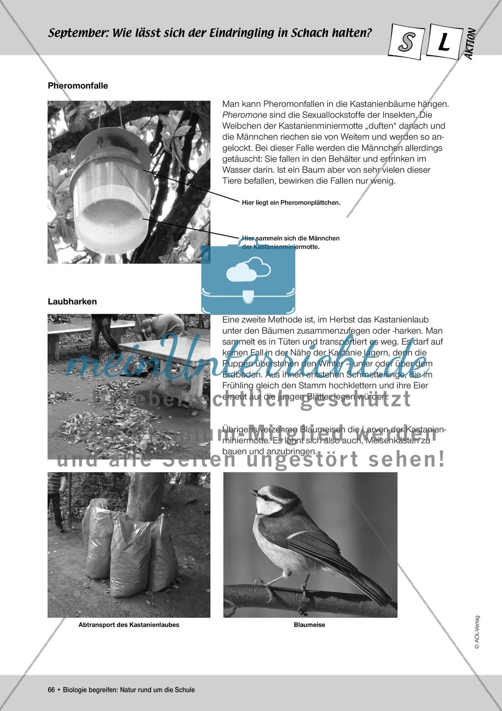 September: Die Kastanienminiermotte / Pflanzengallen Preview 5