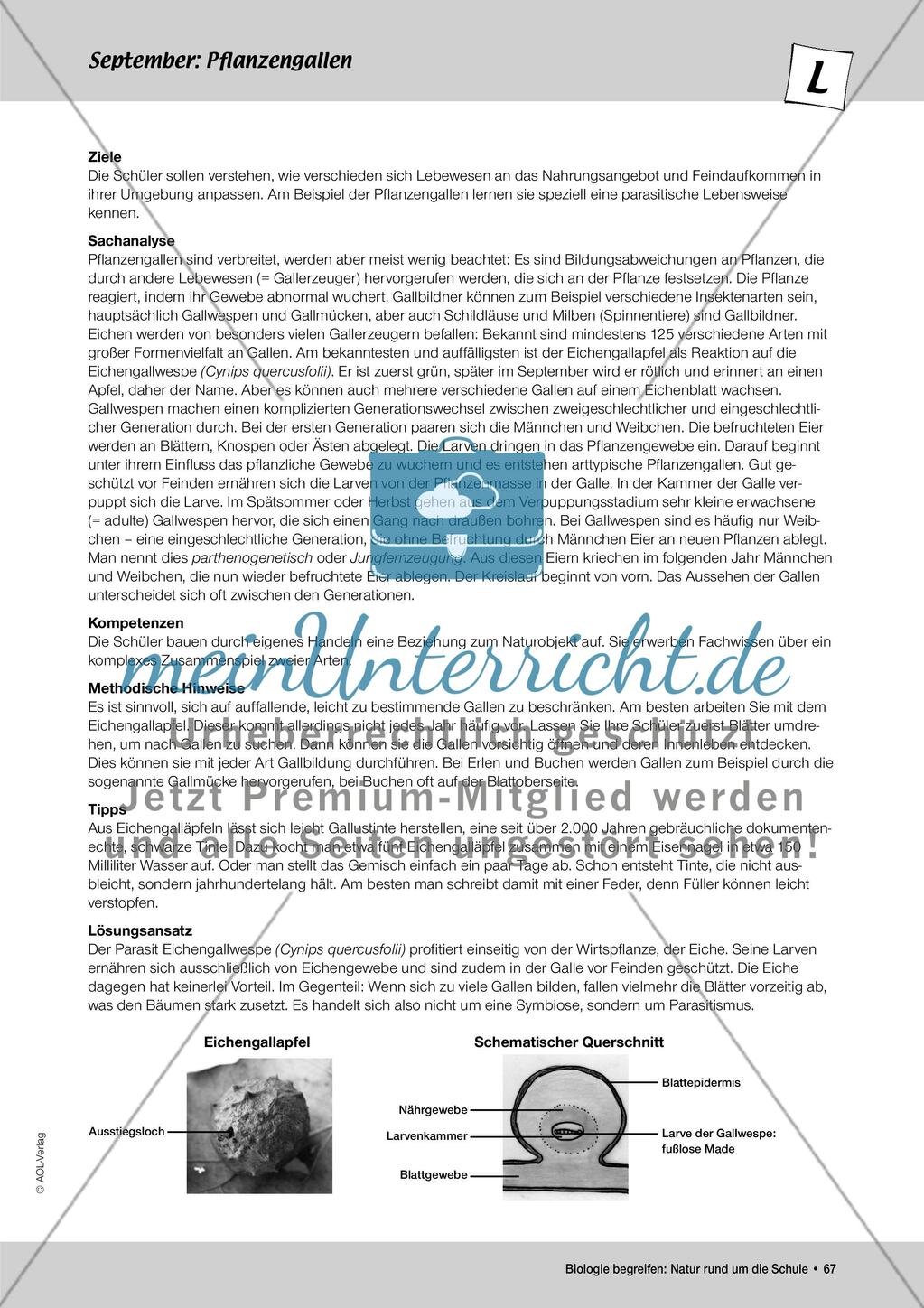 September: Die Kastanienminiermotte / Pflanzengallen Preview 6