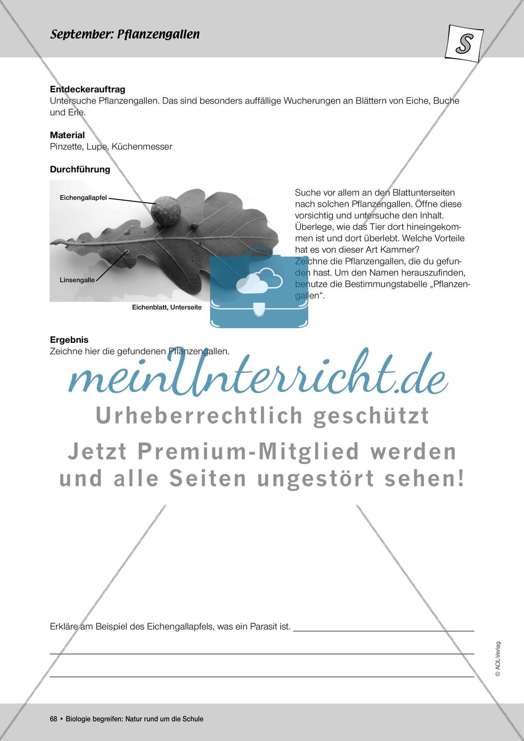 September: Die Kastanienminiermotte / Pflanzengallen Preview 7