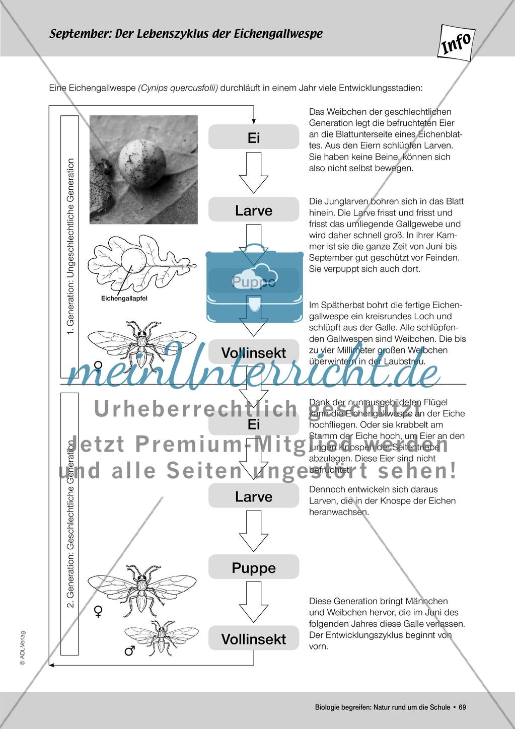 September: Die Kastanienminiermotte / Pflanzengallen Preview 8