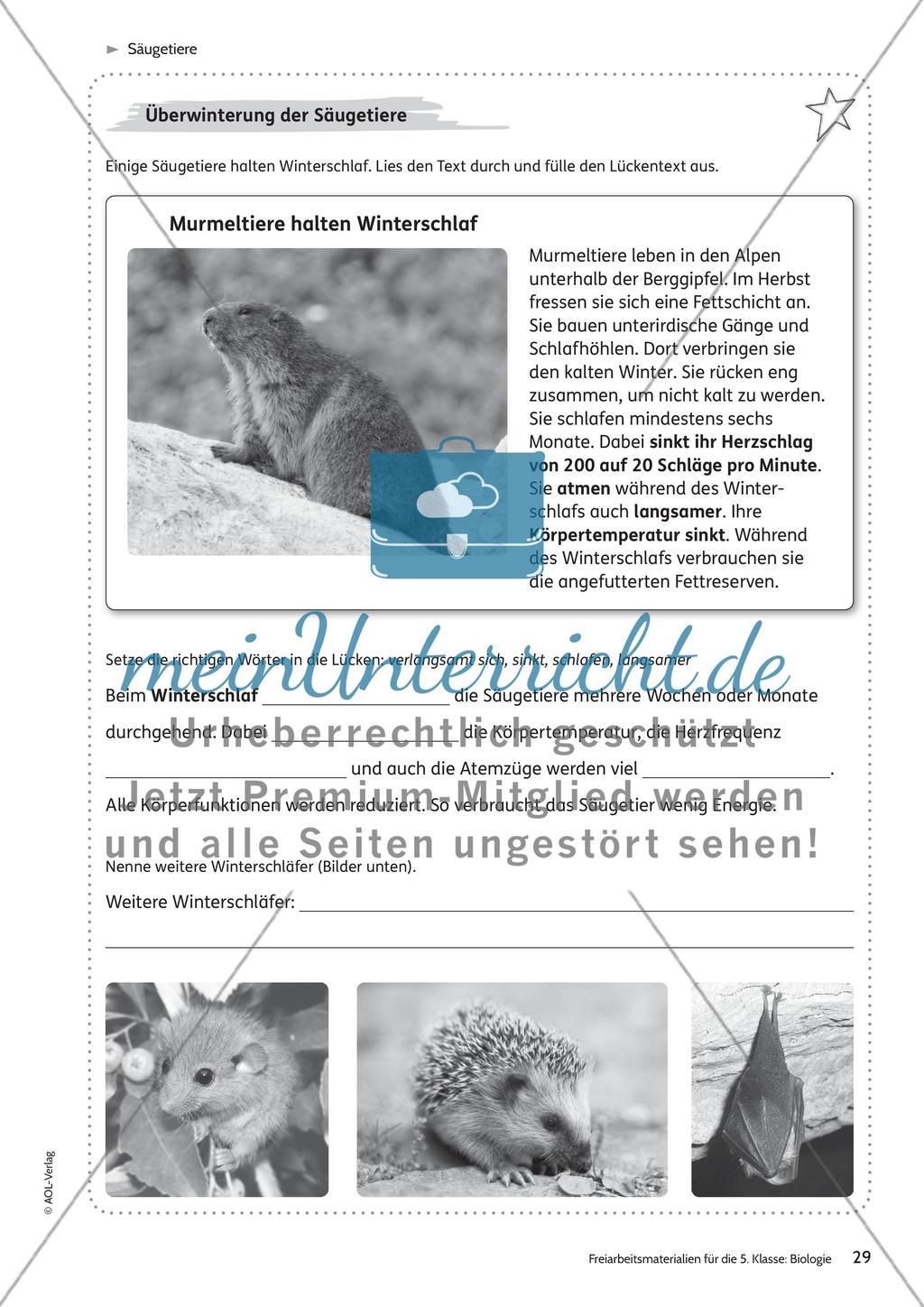 Säugetiere – Teil 2 Preview 7