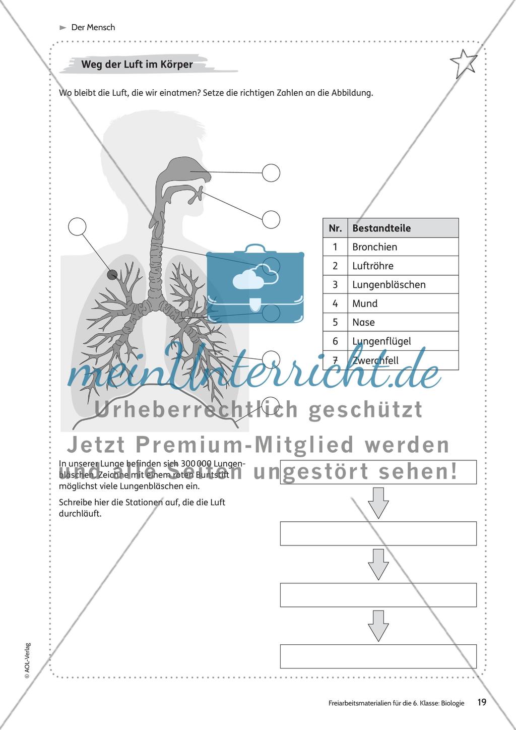 Der Mensch Preview 13