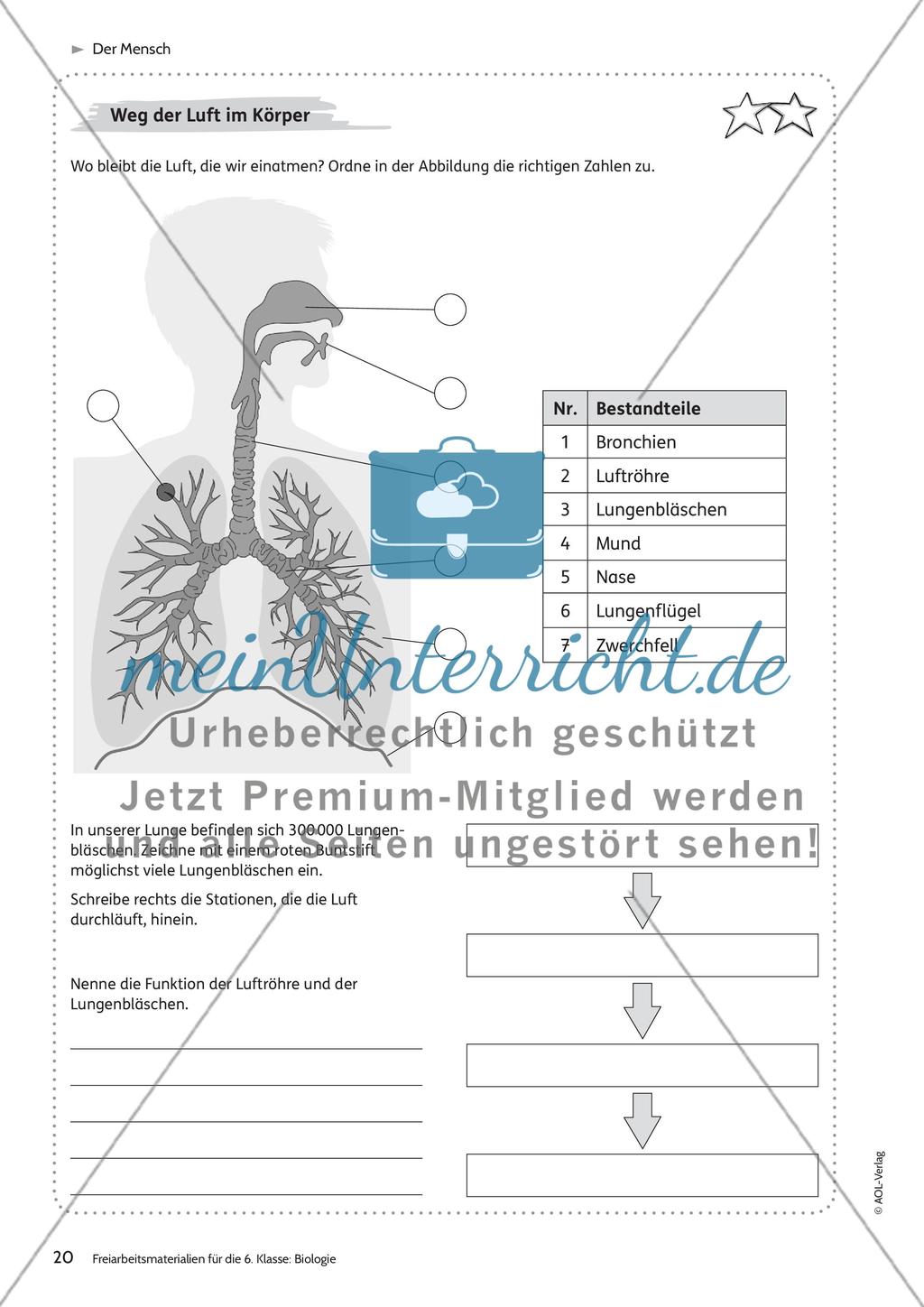 Der Mensch Preview 14