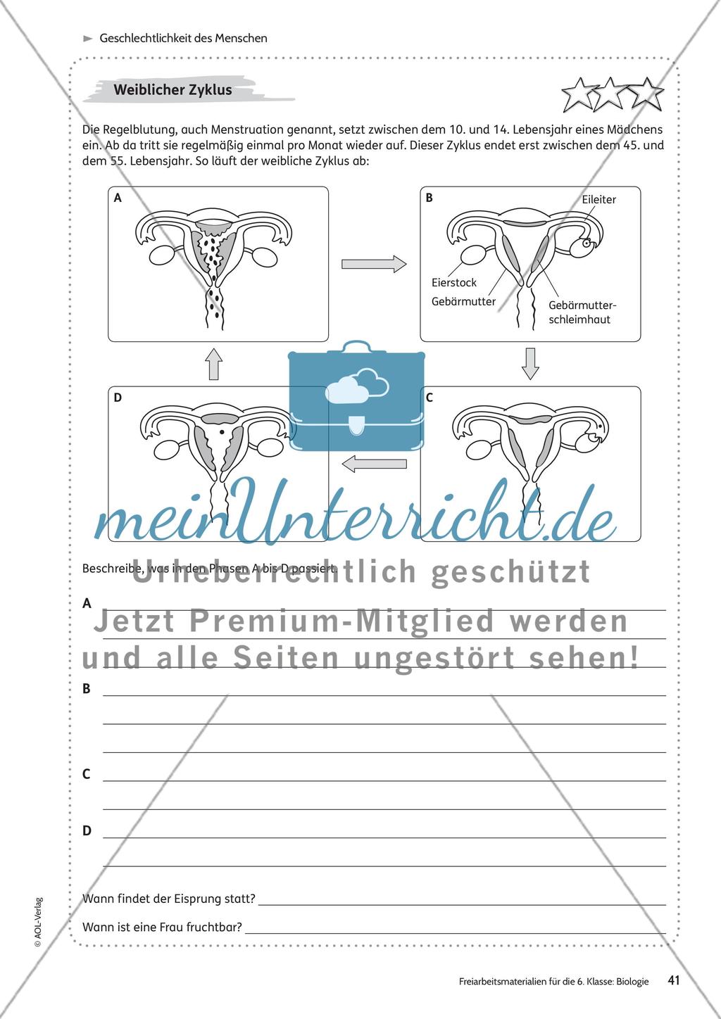 Geschlechtlichkeit des Menschen Preview 12