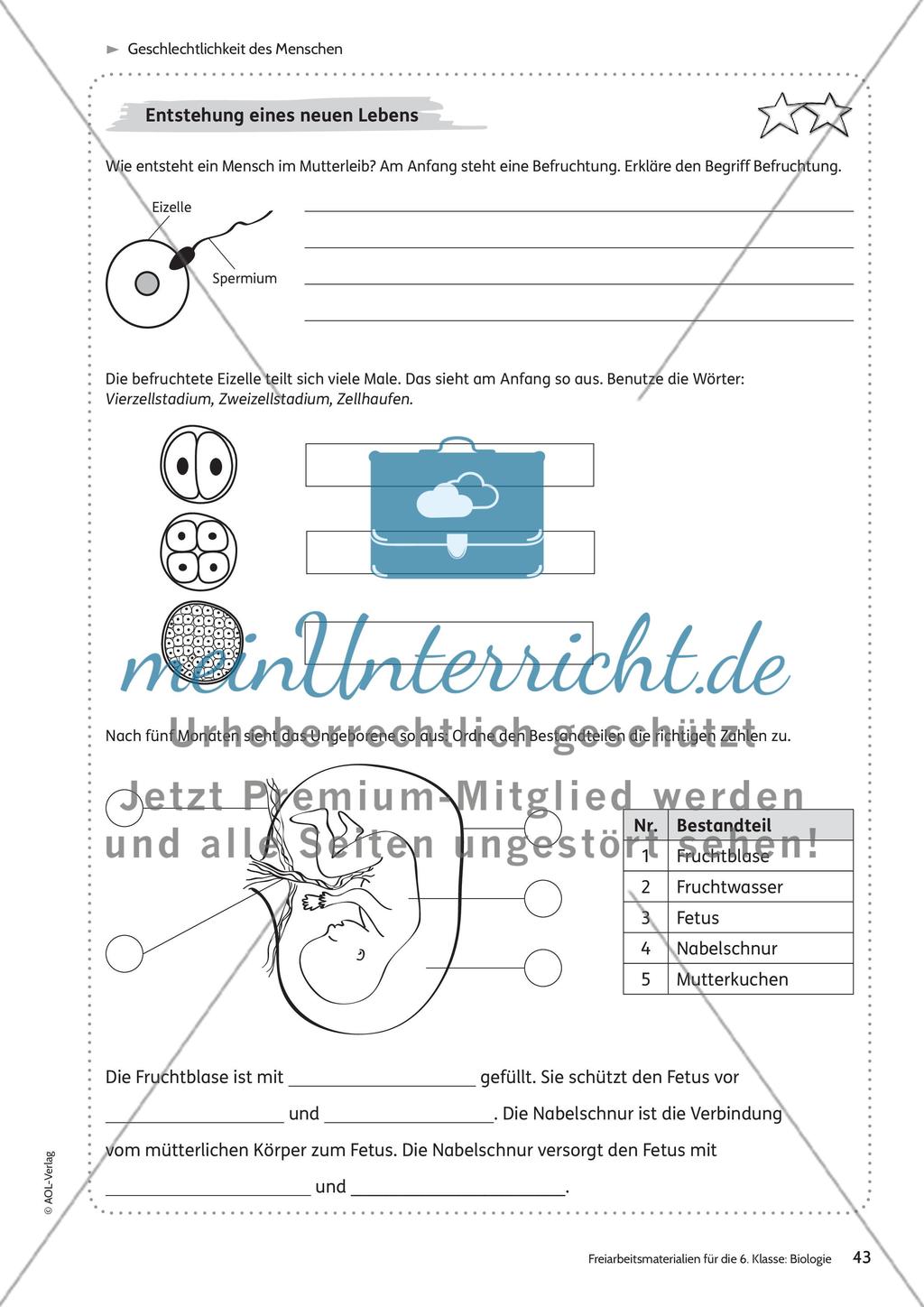 Geschlechtlichkeit des Menschen Preview 14