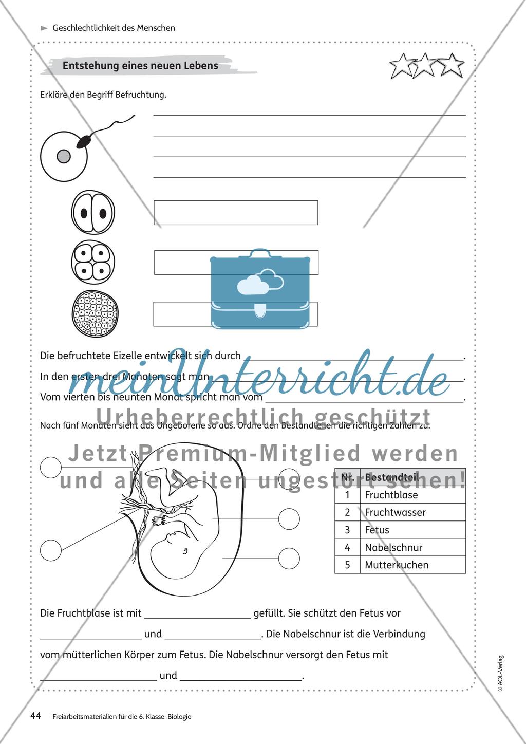 Geschlechtlichkeit des Menschen Preview 15