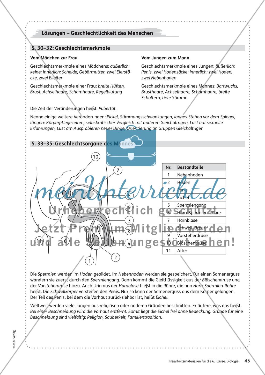 Geschlechtlichkeit des Menschen Preview 16