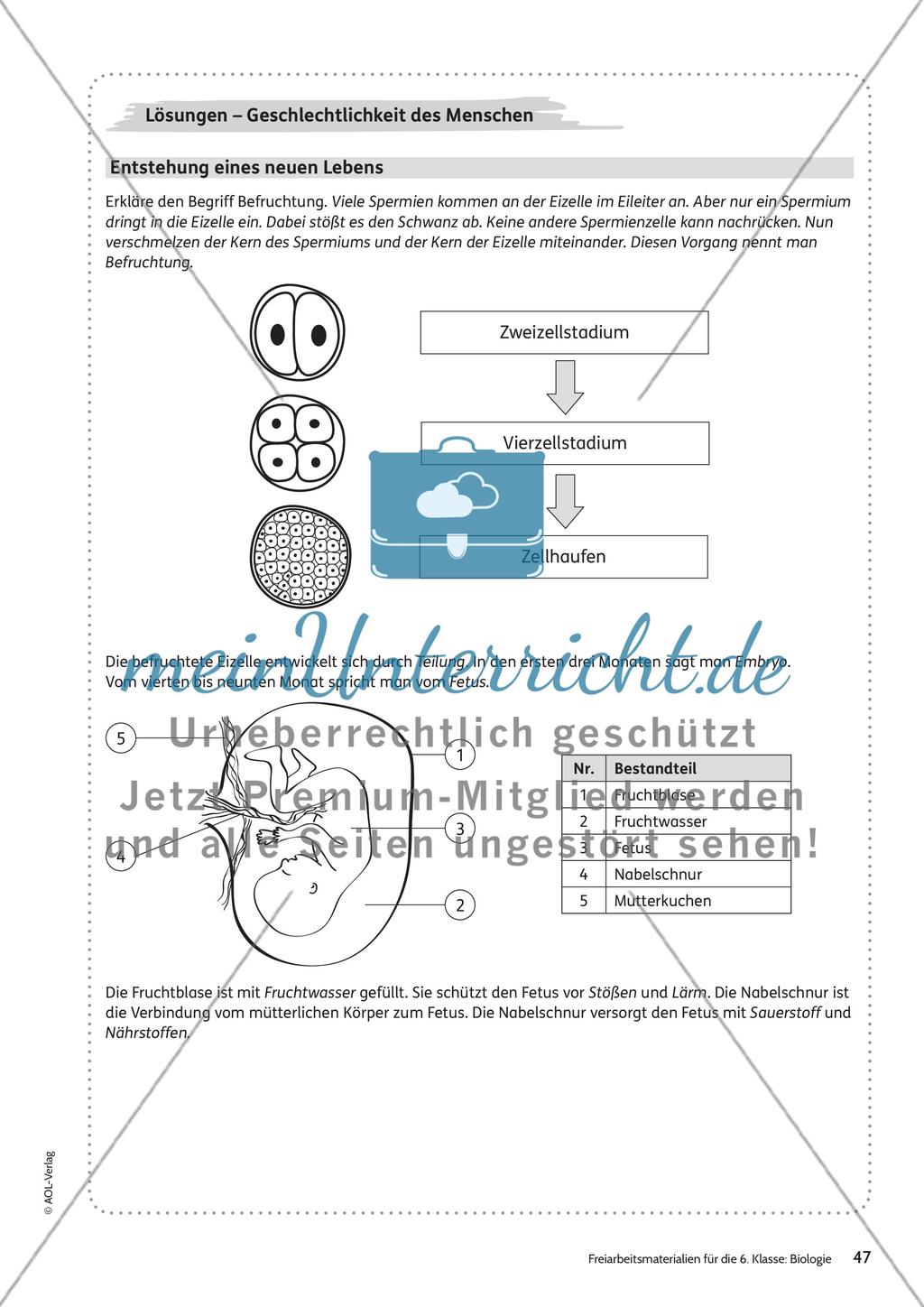 Geschlechtlichkeit des Menschen Preview 18