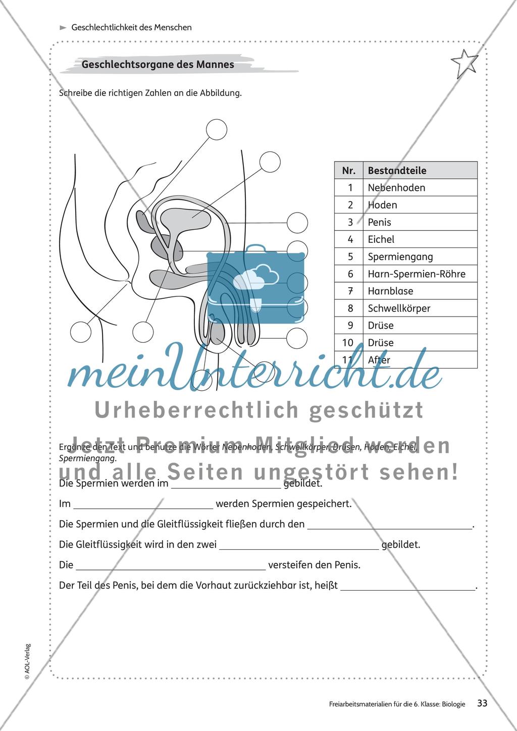Geschlechtlichkeit des Menschen Preview 4
