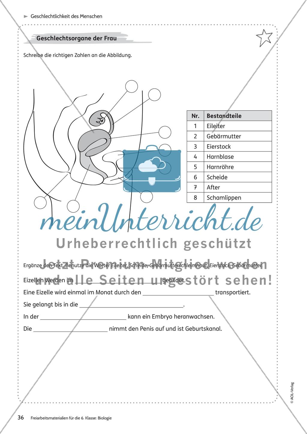Geschlechtlichkeit des Menschen Preview 7