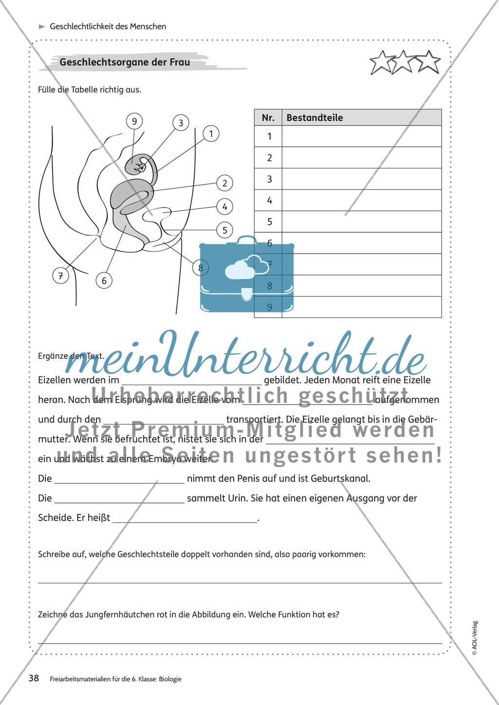 Geschlechtlichkeit des Menschen Preview 9