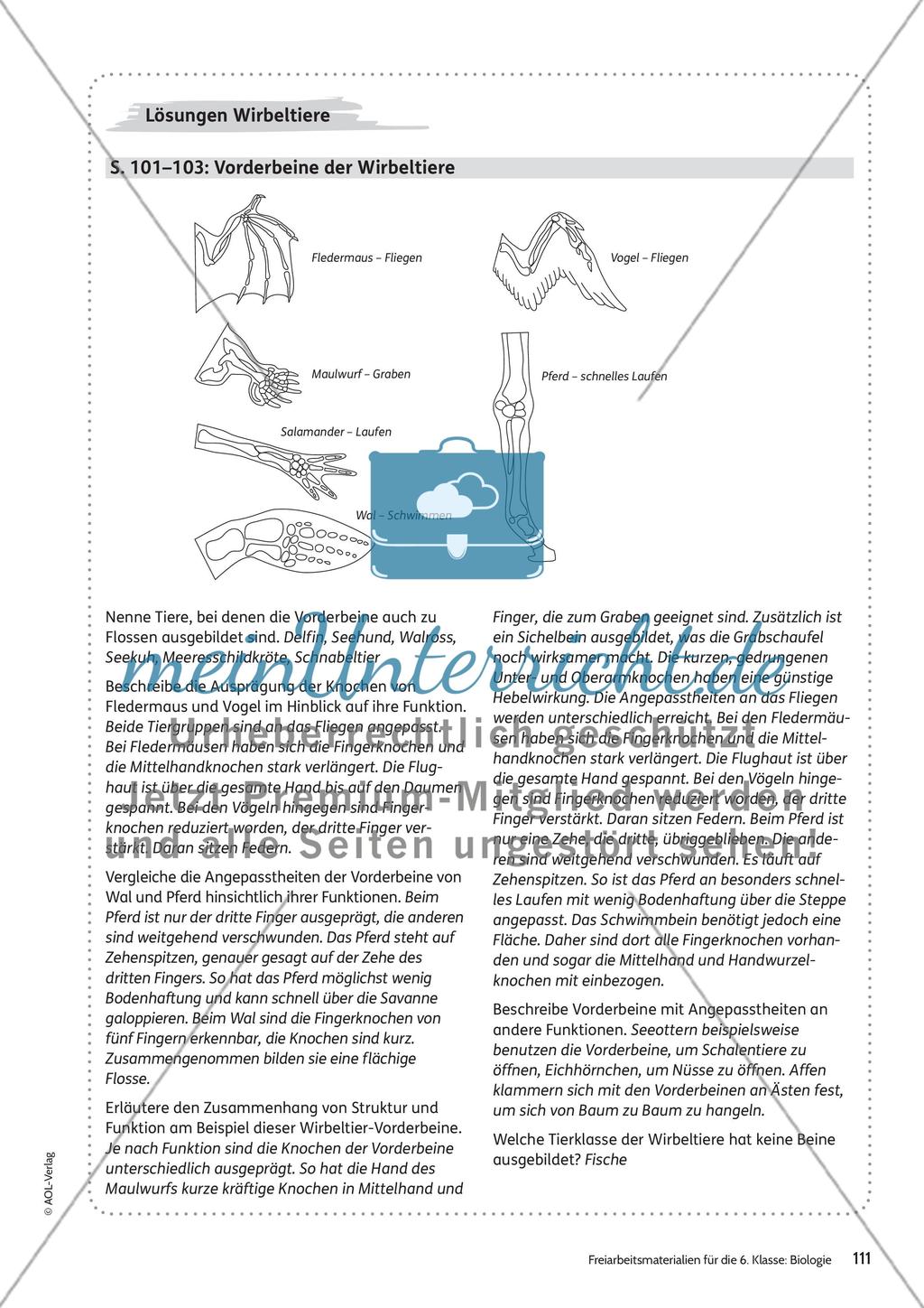 Wirbeltiere Preview 11
