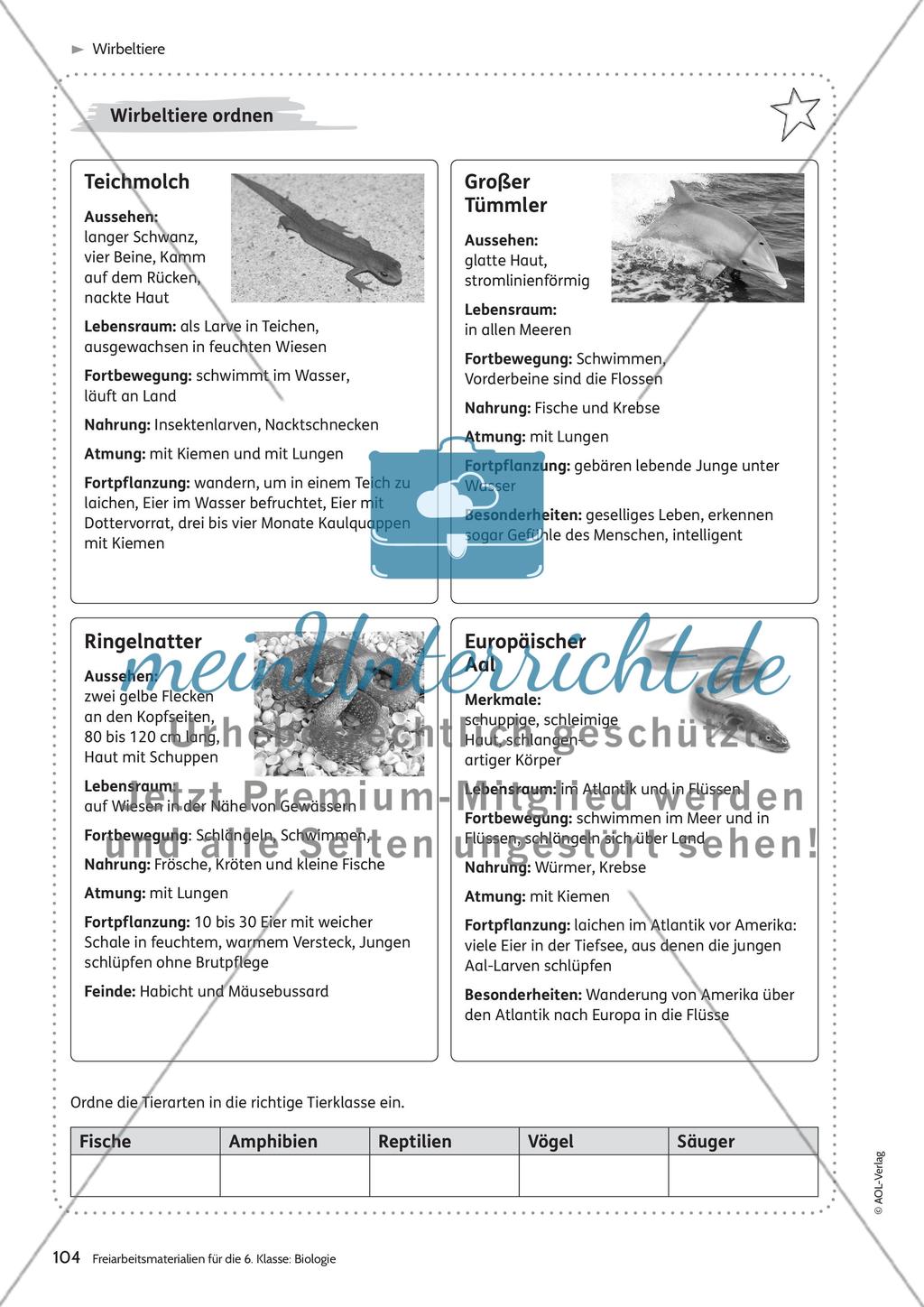 Wirbeltiere Preview 4