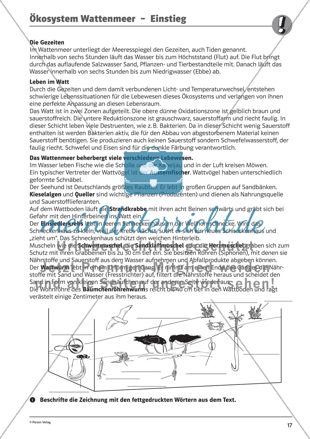 Ökosysteme Preview 5