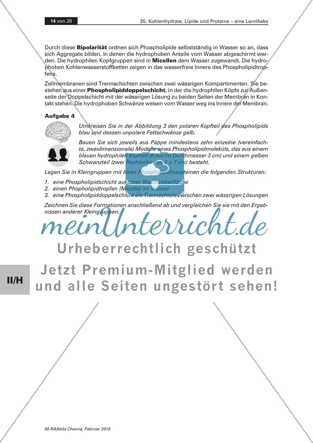 Lerntheke: Kohlenhydrate, Lipide und Proteine Preview 14