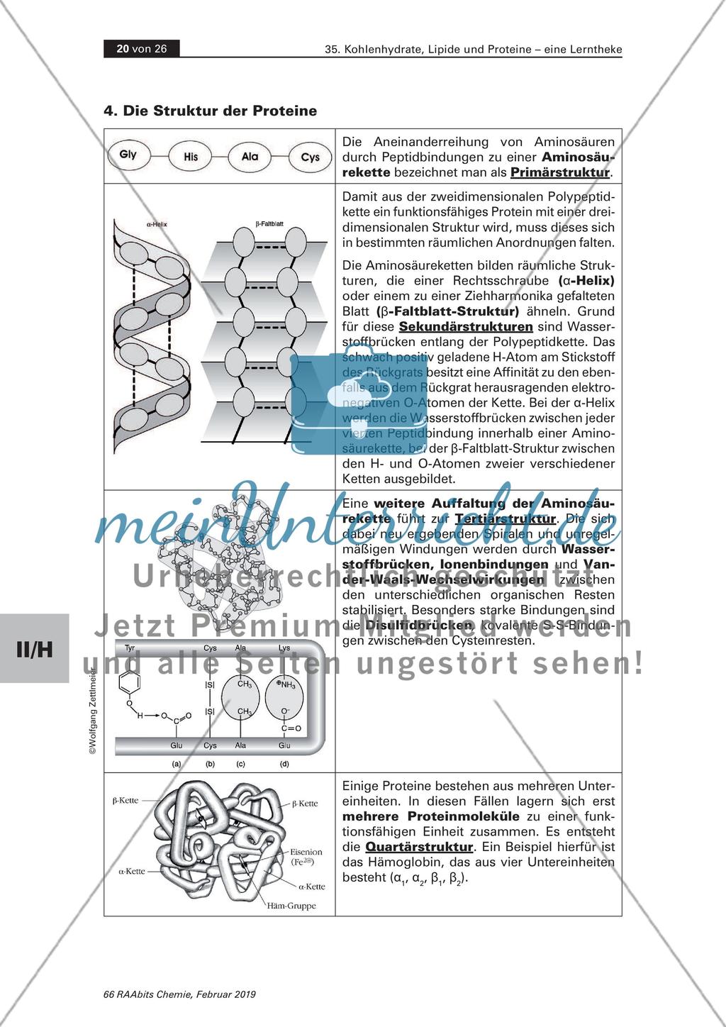 Lerntheke: Kohlenhydrate, Lipide und Proteine Preview 20