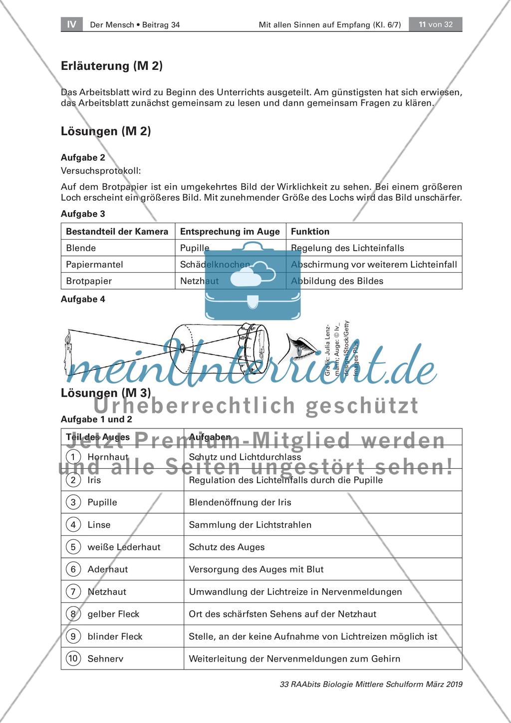 Das Sinnesorgan Auge Preview 5