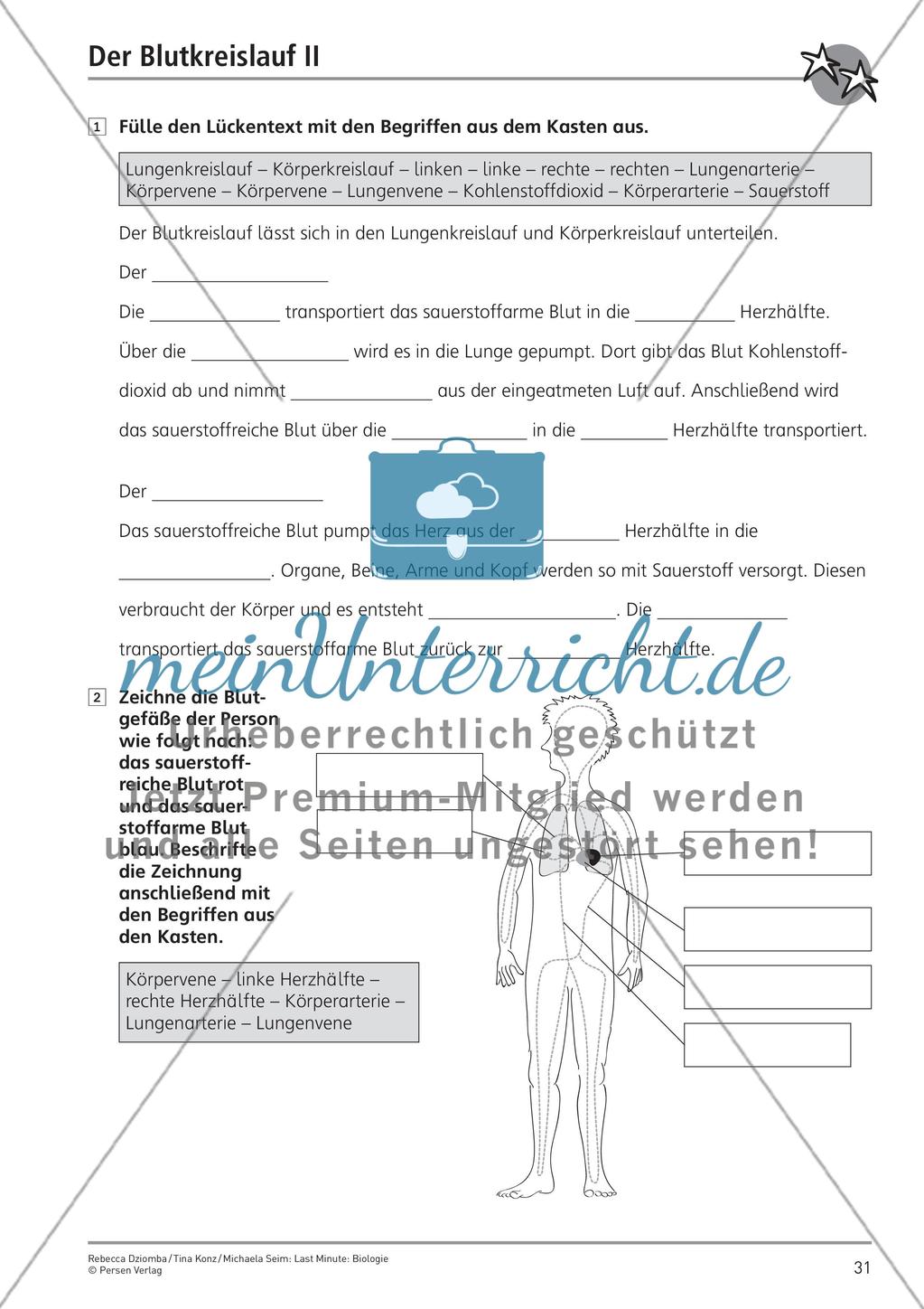 Bau und Funktion des menschlichen Körpers – Teil 4 Preview 7