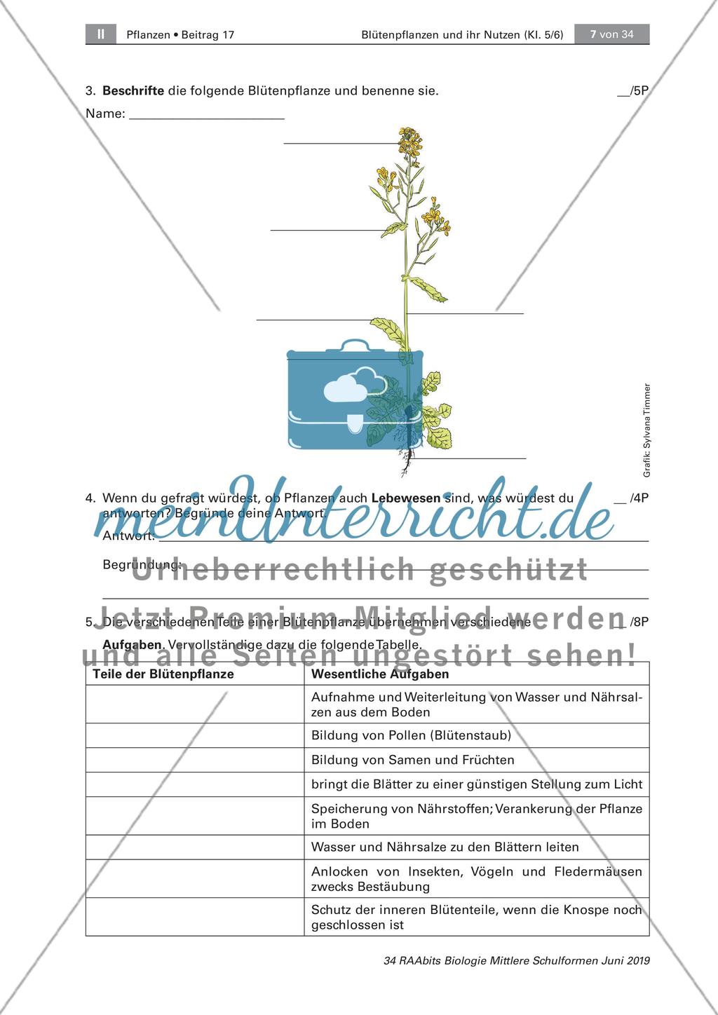 Nachtest Lernstandsdiagnose, Lexikon Blütenpflanzen Preview 2