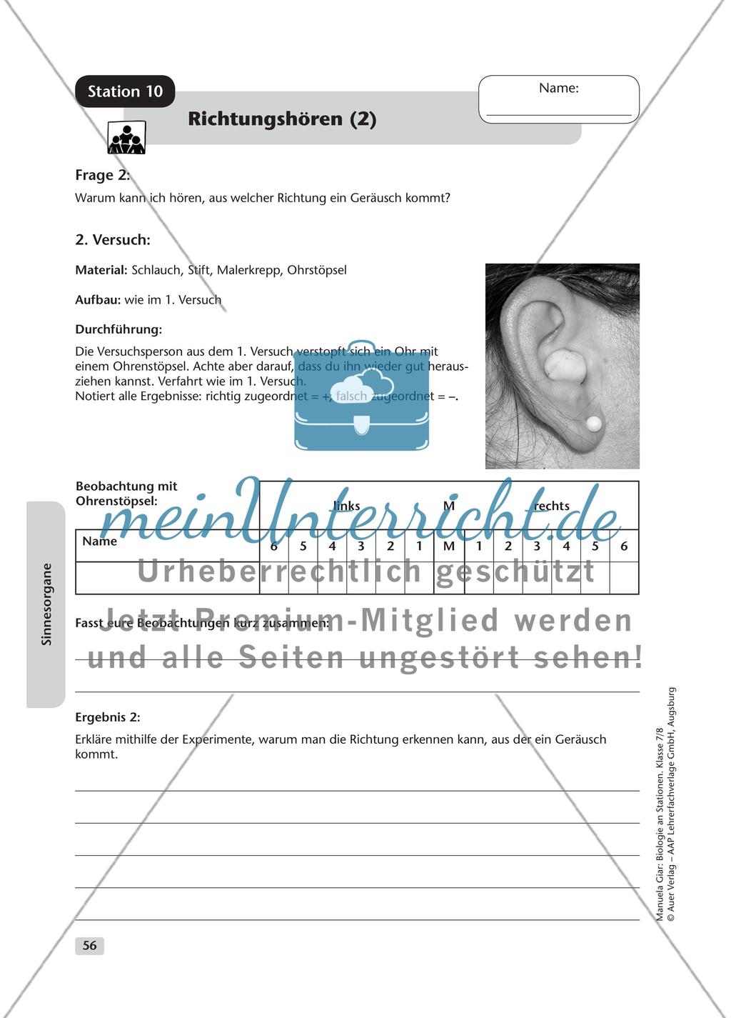 Sinnesorgane Preview 14