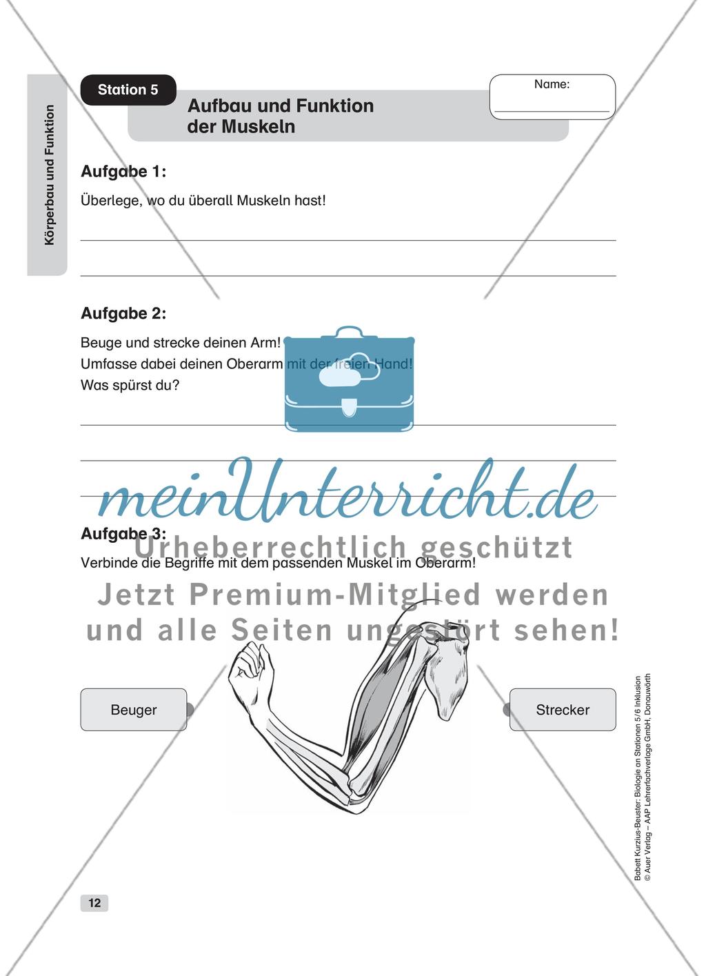 Körperbau und Funktion Preview 6