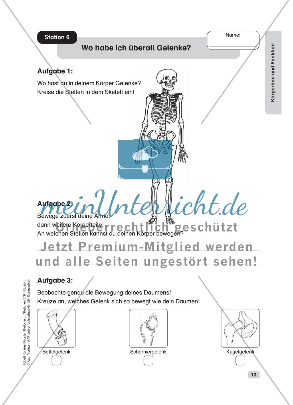 Körperbau und Funktion Preview 7