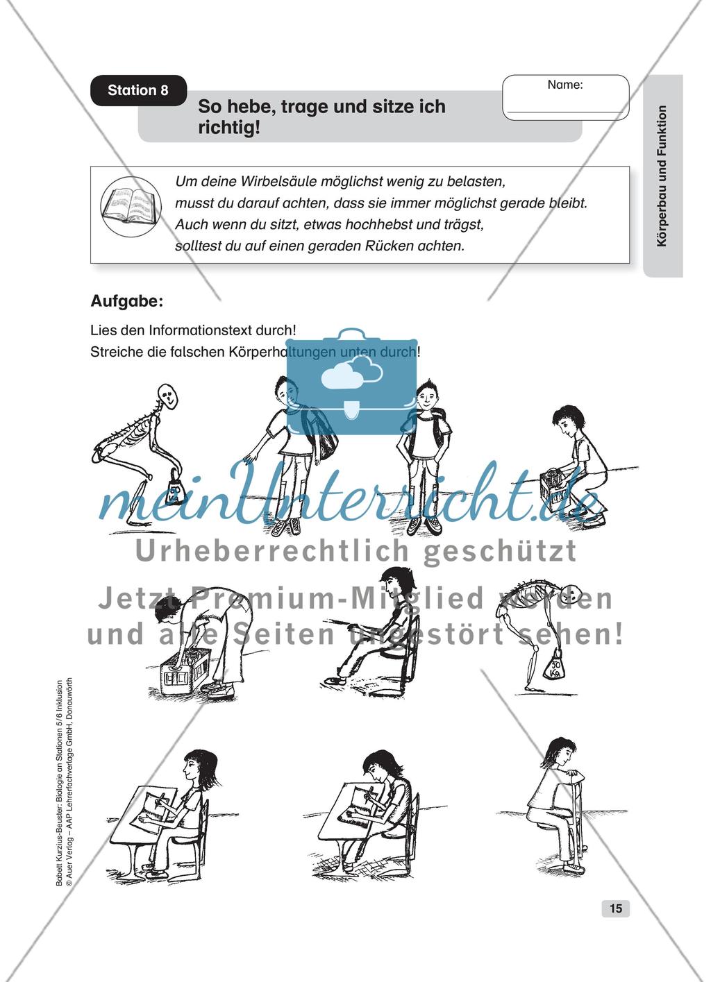 Körperbau und Funktion Preview 9